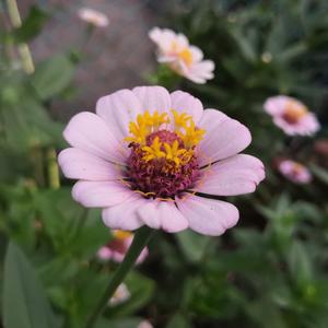 夸克日本电影免费2024年上映
